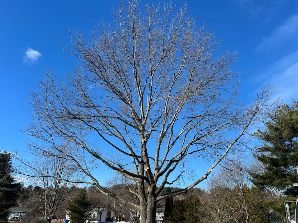 Professional arborist cutting down a tall tree in a residential yard