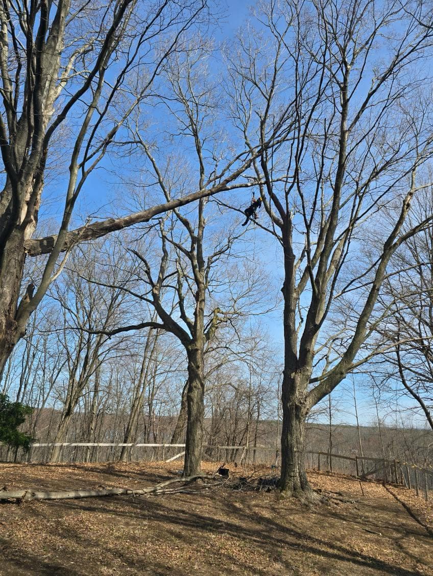 Completed tree service job site showing safe cleanup