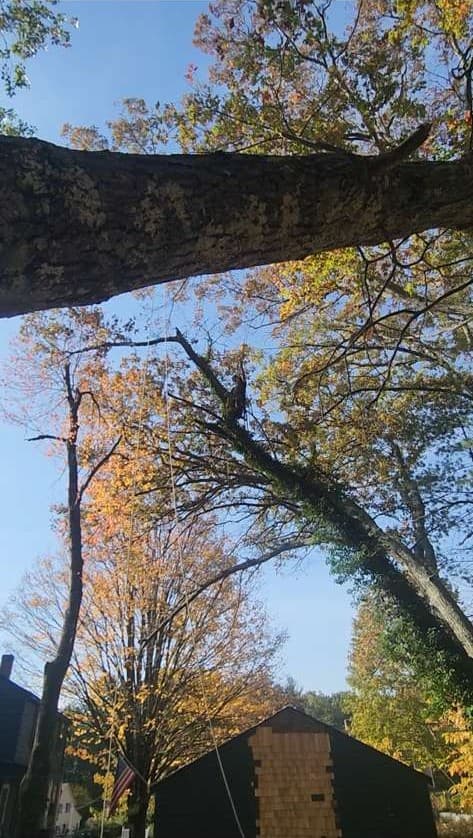 Large tree canopy removal over residential yard by professional arborist