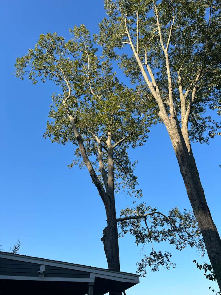 Two tall trees trimmed and cleared near residential home