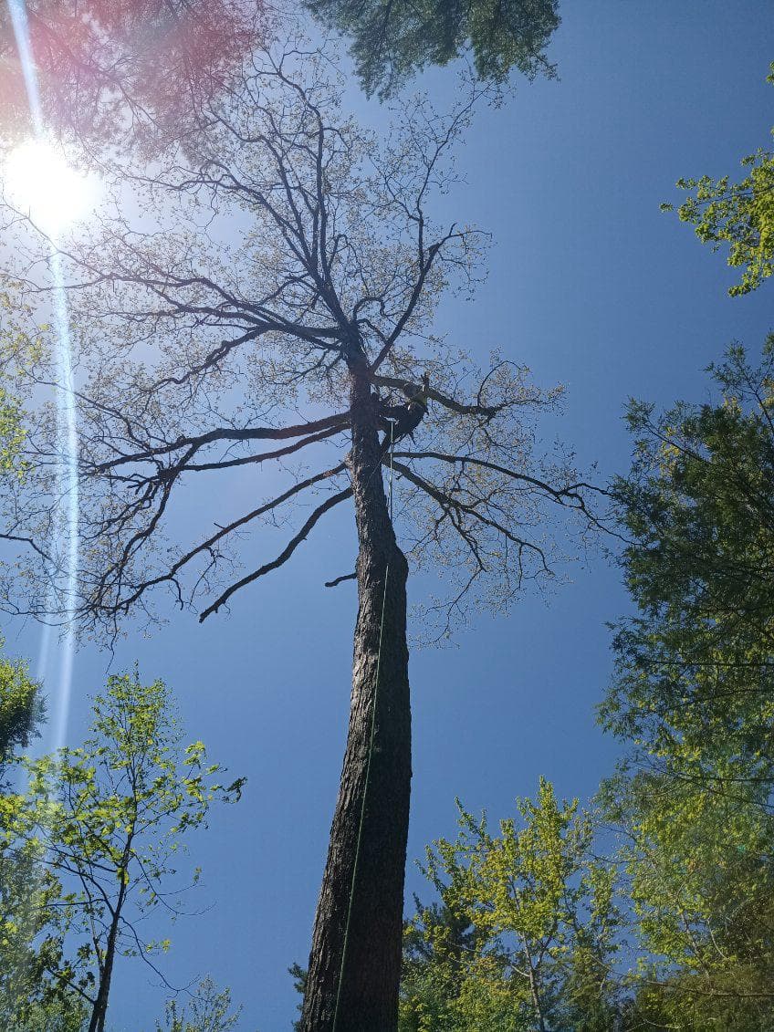 Arborist performing tree removal work