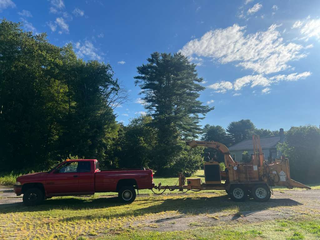 Tree care professional trimming large branches safely