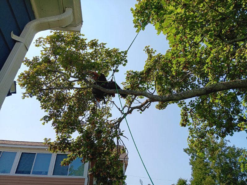 Arborist working in a tree using safety gear