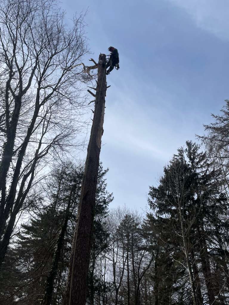Bucket truck tree cutting work in progress