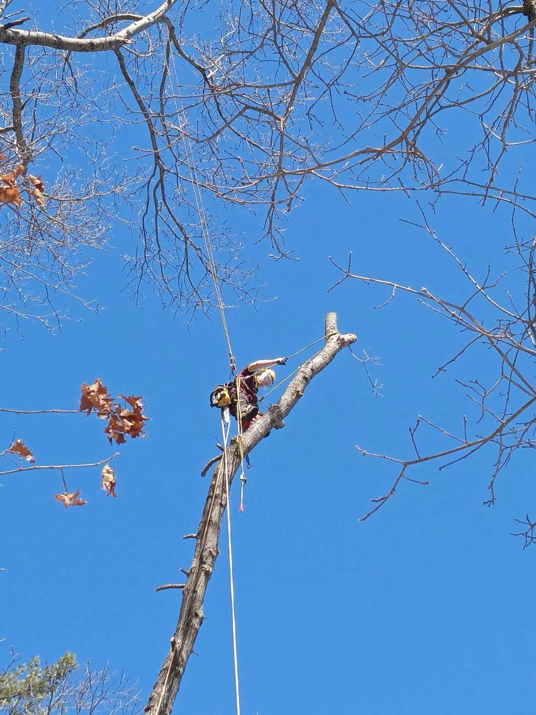 Large tree cutting and removal completed safely