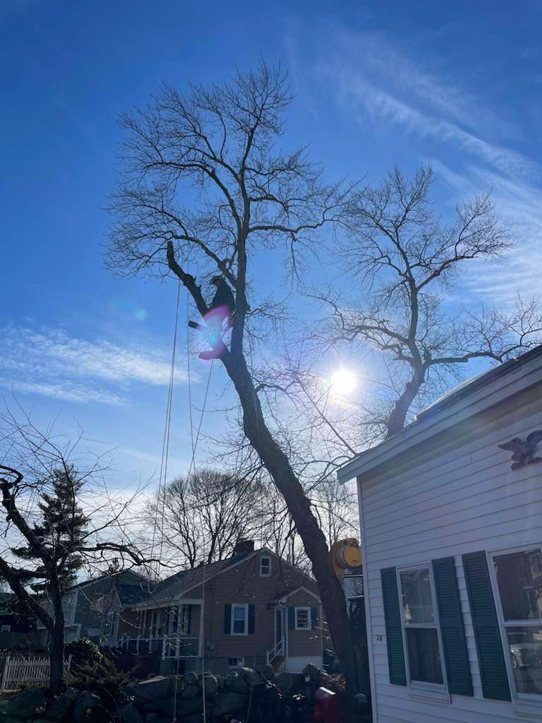 Tree cutting job in progress with professional equipment