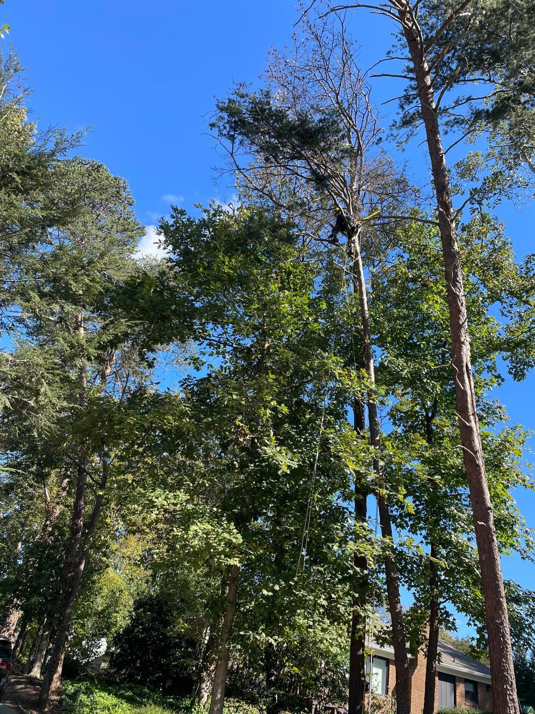 picture of a tree care arborist cutting down a tall tree