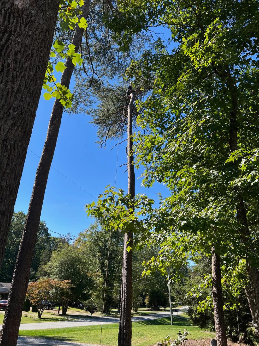 picture of a tree care guy cutting down tree branches