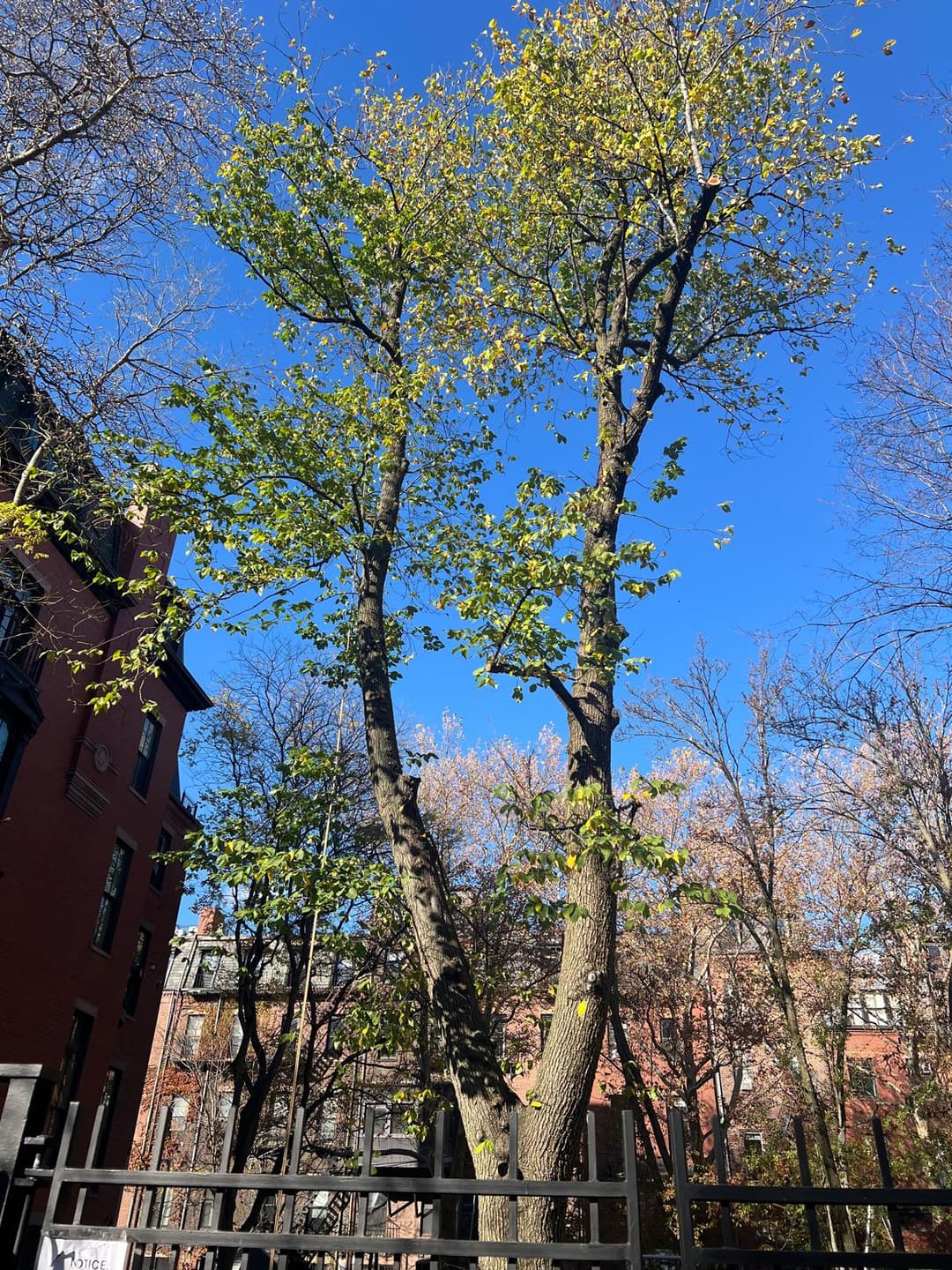 picture of an arborist cutting down a tree