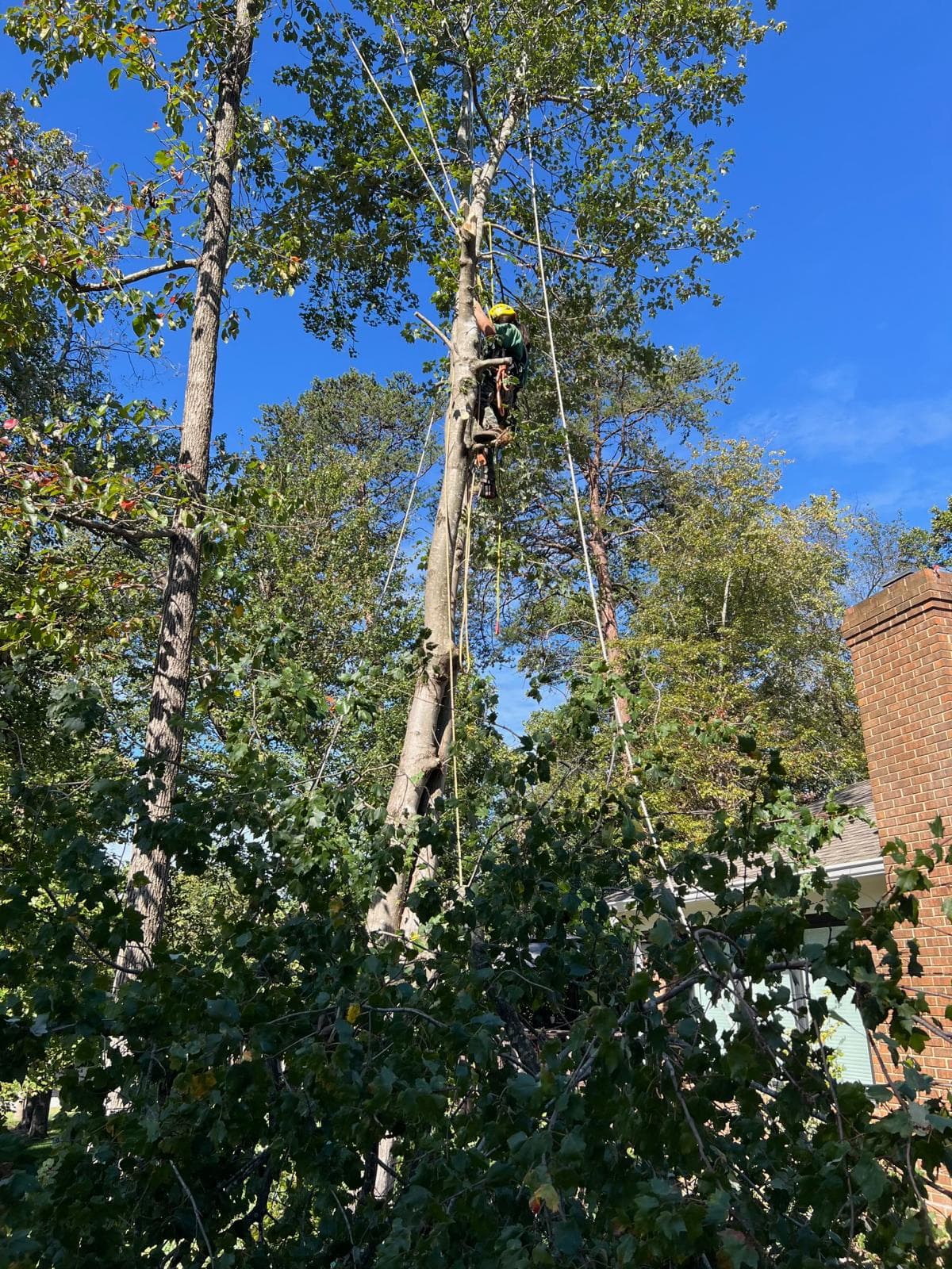 Picture of an arborist cutting a tree down