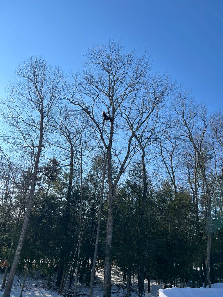 picture of a tree care guy in a cherry picker cutting down tree branches